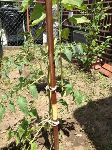lea spencer, lea craft spencer, urban garden, gardening, garden, astoria, queens, nyc, fairy tale, tomatoes, sunflowers