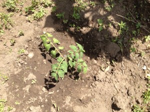 lea spencer, lea craft spencer, urban garden, gardening, garden, astoria, queens, nyc, fairy tale, tomatoes, sunflowers