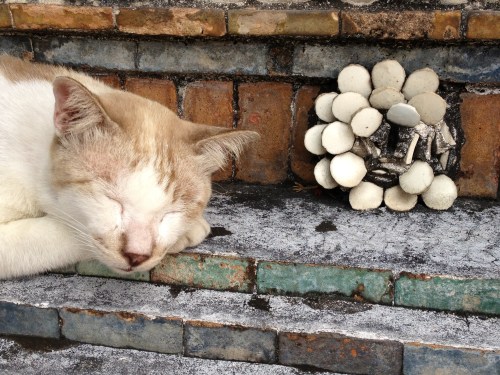 thailand, bangkok, cats, dogs, travel, laos